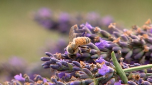 Urban beekeeping taking toll on wild bees