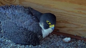 The Universite de Montreal is live-streaming the hatching of baby falcons atop one of its towers on May 28, 2023. (UdeM)
