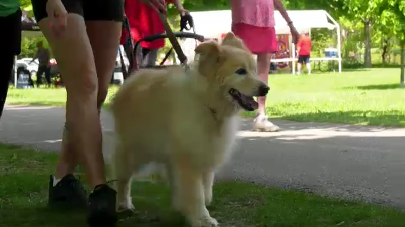 Dozens of dog owners and their furry friends made it out to Gibbons Park May 28, 2023, to fundraise for guide dogs. (Source: Submitted) 