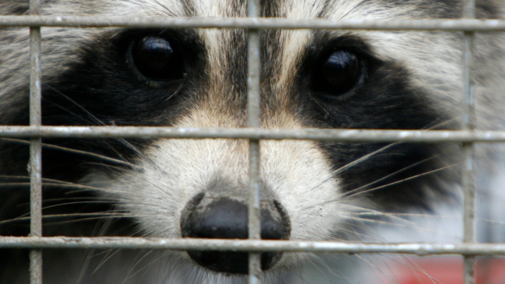 A captured raccoon in 2007
