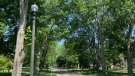 Trees along Victoria Avenue in Chatham, Ont. on Monday, May 29, 2023. (Chris Campbell/CTV News Windsor)