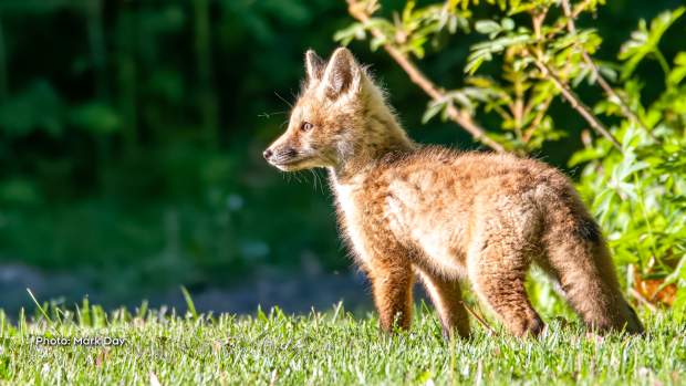 An adorable fox kit poking its head out in the morning sunshine at Cooper's Marsh near Lancaster ON. (Mark Day/CTV Viewer)
