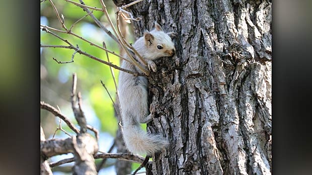 White Squirrel? Photo by Dylan Queen. 