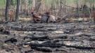 An old car lies burnt in a wooded area where recent wildfires have damaged the land, in Drayton Valley, Alta. on Wednesday, May 17, 2023. (THE CANADIAN PRESS/Jason Franson)