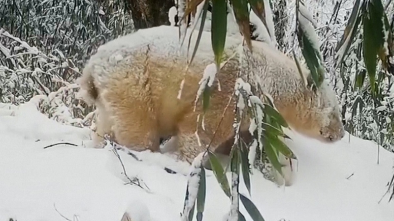 Video of a rare all-white giant panda caught on camera at the Wolong National Nature Reserve was broadcast by Chinese state media CCTV on May 28, 2023.