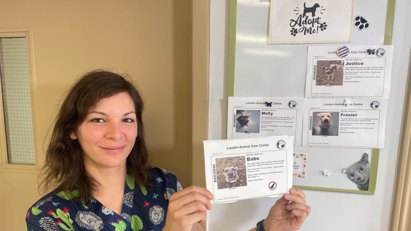 Lisa Baer, animal care manager at the London Animal Care Centre, holds a posting for Babs the dog she just took down inside the centre. Babs moved to her potential new home Monday night. May 30, 2023. (Sean Irvine/CTV News London)