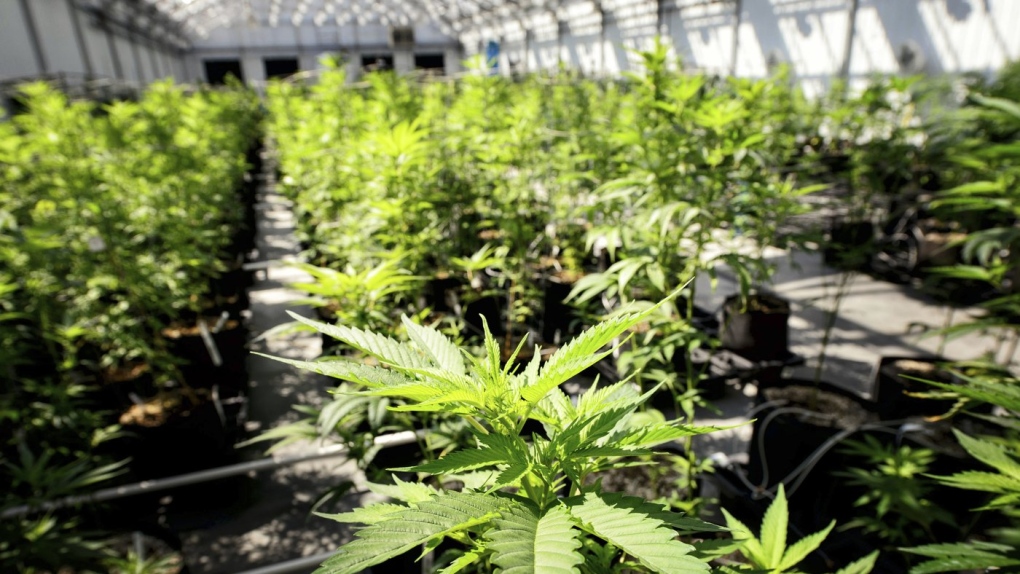 Marijuana plants grow at a Minnesota greenhouse