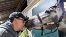 In this photo provided by Josef Lejzerowicz, trainer Joe Lejzerowicz rubs noses with colt Freezing Point, aka “Snowball,” at their barn at Keeneland in Lexington, Ky., March 19, 2023. Freezing Point was euthanized after sustaining a leg injury during a race on the undercard of the Kentucky Derby, May 6, 2023.(Laura Lejzerowicz via AP)