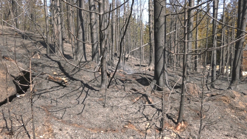 The aftermath of a forest fire in Bocabec, N.B., on May 30, 2023. (Nick Moore/CTV Atlantic)