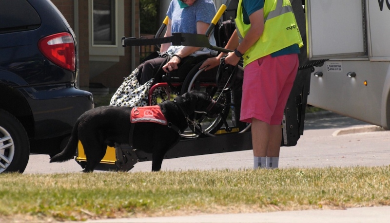 A paratransit driver takes the leash of Liza Worsfold's service dog, Helix on May 30, 2023 in London, Ont. (Gerry Dewan/CTV News London) 