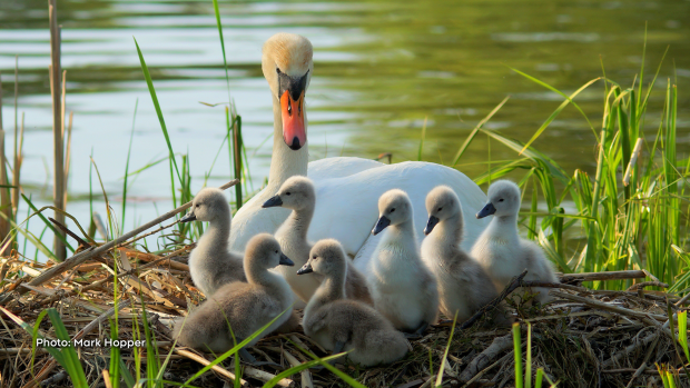 This mom and her 7 cygnets are back at nest ready for bed in Quinte Conservation are on Sunday, May 28, 2023. (Mark Hopper/CTV Viewer)