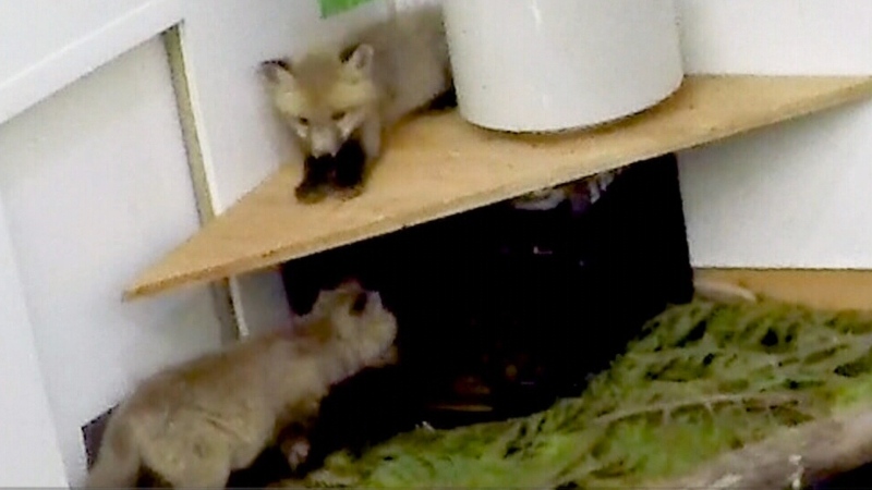 Adorable baby foxes rescued in Manitoba