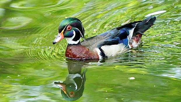 Ducks at Kildonan Park. Photo by Serge Lachance. 