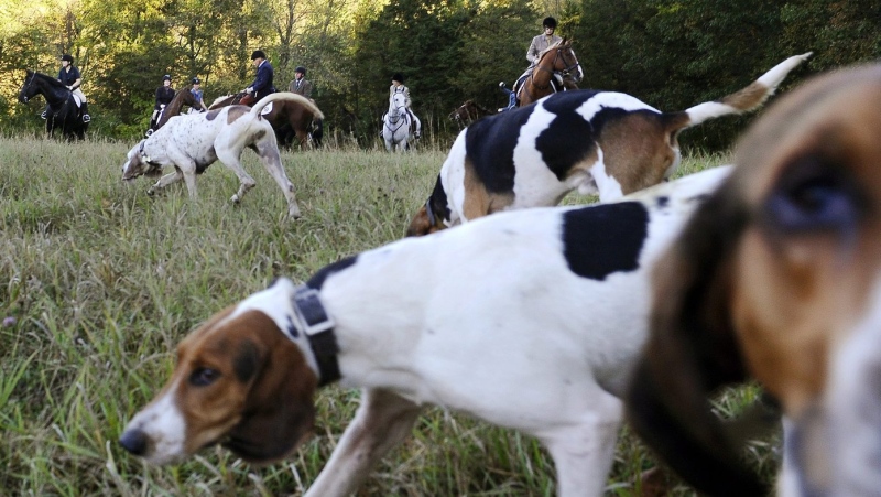 Riders from Fairfield County Hounds and dogs assemble for a hunt in Bridgewater, Conn. in this In this Oct. 8, 2014 photo. THE CANADIAN PRESS/AP-Jessica Hill
