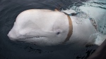 A beluga whale widely speculated to be an alleged Russian 'spy' has entered Swedish waters, according to OneWhale. (Source: Jorgen Ree Wiig / Norwegian Directorate of Fisheries / Sea Surveillance Service via CNN)