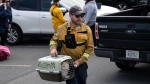 Patrick MacLennan with the Department of Natural Resources carries a cat rescued from the evacuated zone of the wildfire burning in Tantallon, N.S., outside of Halifax on May 29, 2023. THE CANADIAN PRESS/Darren Calabrese