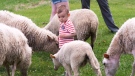 Julian Bejerman, 2, gets a close look at some sheep Wednesday, July 26, 2017 in Montreal. The sheep are part of a pilot project where they act as eco-friendly lawn mowers, chewing on the long grass, but also help by eating vegetation that poses a threat to public green spaces.THE CANADIAN PRESS/Ryan Remiorz