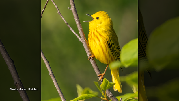 A Yellow Warbler singing his morning song near Mud Lake, Ottawa. (Sherry McLean/CTV Viewer)