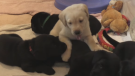 A dozen five-week-old puppies are looking for temporary homes before they become service dogs. (Tyler Kelaher/CTV News)