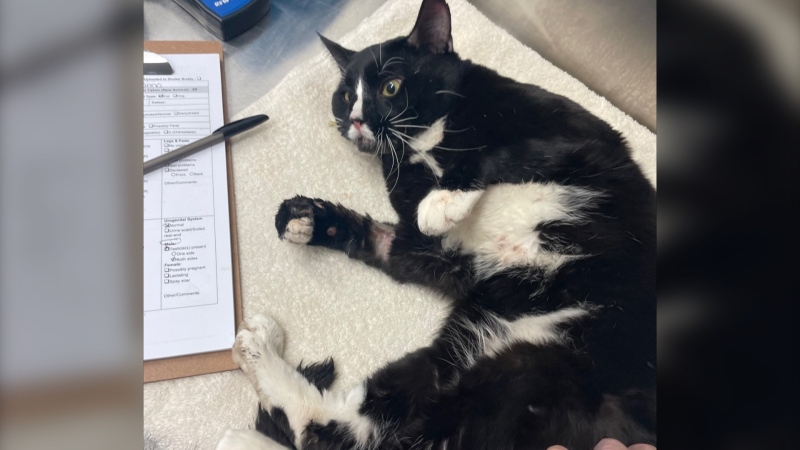 A stray cat that the BC SPCA's Burnaby animal centre has named Finnigan will be up for adoption this week after recovering from being hit by a car in Burnaby on May 21, 2023. 