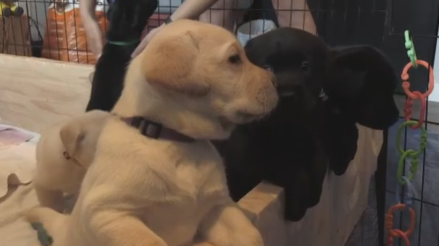 A dozen puppies are looking for temporary homes because they become service dogs. (Tyler Kelaher/CTV News)