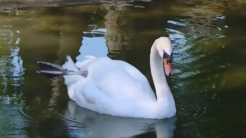 Teens accused of killing swan and eating it