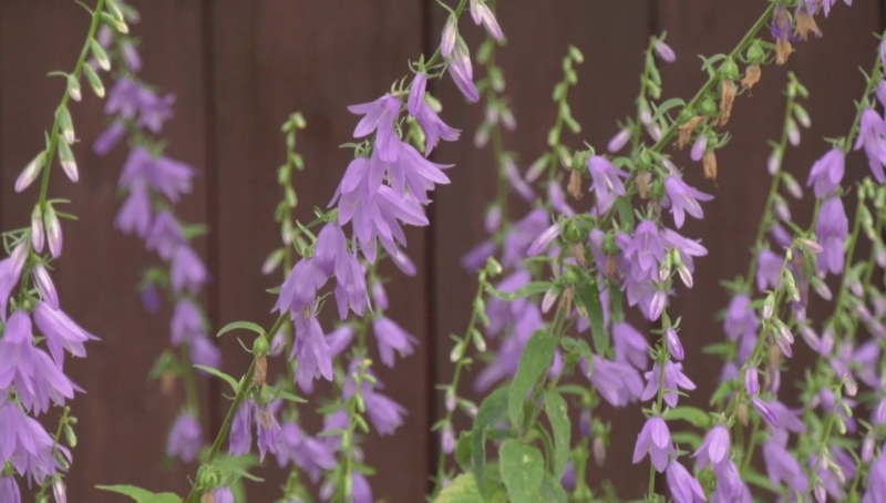 Creeping Bellflower is pretty but noxious.
