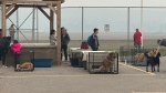 Evacuees and their pets wait at the Fort Chipewyan, Alta. airport in this handout photo. A northern Alberta hamlet was eerily quiet and peaceful Wednesday after being evacuated in the face of an out-of-control wildfire inching closer to town. (THE CANADIAN PRESS/HO Mikisew Cree First Nation)