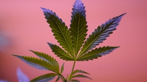 Plants are shown at a California Street Cannabis Company location in San Francisco on March 20, 2023. (AP Photo/Jeff Chiu) 
