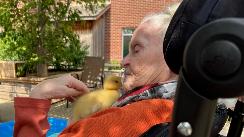 Wellington Terrace resident Alice McMahon cares for Sunny, the therapy duckling, in Fergus, Ont. (Stefanie Davis/CTV Kitchener)