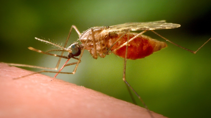 This 2014 photo made available by the U.S. Centers for Disease Control and Prevention shows a feeding female Anopheles funestus mosquito. (James Gathany/CDC via AP)