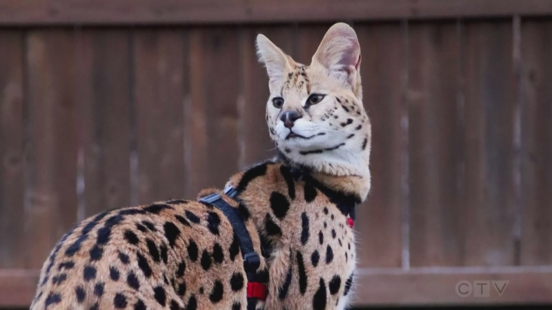Chatham family frantic to find exotic cat