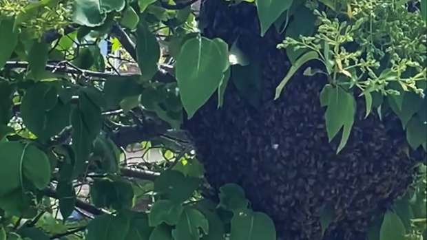A bee nest is nestled in a tree in a south-end neighbourhood in Barrie, Ont., on Wed., May 31, 2023. (Source: City of Barrie)