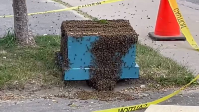 A bee swarm is relocated from a tree in a south-end neighbourhood in Barrie, Ont., on Wed., May 31, 2023. (Source: City of Barrie)