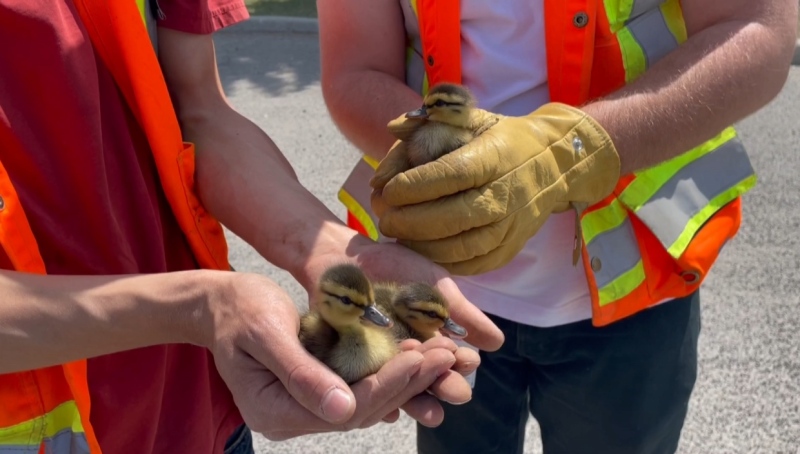 Several ducklings that had become trapped in the Calgary community of Midnapore were rescued on Friday, June 2, 2023. 