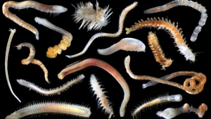 More than 5,000 new species have been discovered at an expansive future deep-sea mining site in the Pacific Ocean. (SMARTEX Project, Natural Environment Research Council, UK)