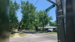The 1700-block of Jefferson Avenue in Windsor, Ont., as seen on June 3, 2023. (Rich Garton/CTV News Windsor) 