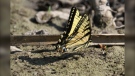 A butterfly stands atop the ground in this viewer-submitted image from June 2023. (Source: Ellen Price)