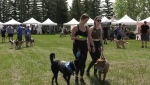 A dog jog Saturday was expected to raise around $175,000 for the Calgary Humane Society