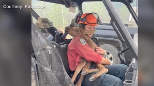 Baby moose abandoned in wildfire