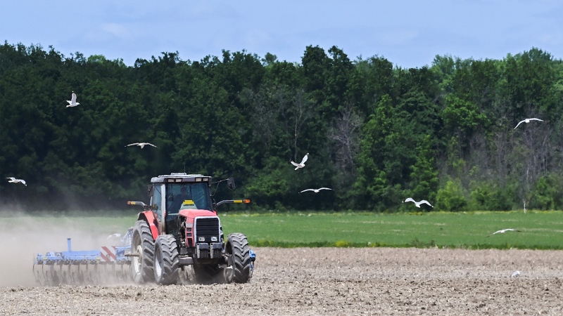 Birds scatter as a farmer aerates the soil on a farm in Notre-Dame-de-l'Ile-Perrot west of Montreal, Sunday, June 4, 2023. THE CANADIAN PRESS/Graham Hughes