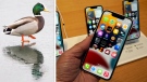 In this combination photo, a mallard is seen next to an iPhone 13. (THE CANADIAN PRESS/J.P. Moczulski, AP Photo/Richard Drew)