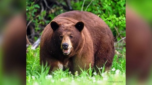 Huge Cinnamon Bear in Riding Mountain Park. Photo by Vladimir McRae.