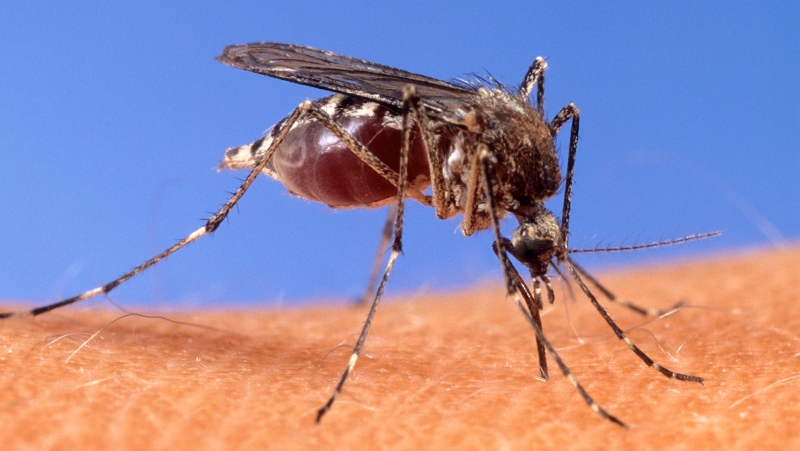 This image provided by the USDA Agricultural Research Service shows a closeup of a mosquito on human skin. (USDA Agricultural Research Service via AP)