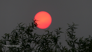 An orange glowing sun setting through the smoky air. (Ivana Sirko/CTV Viewer)