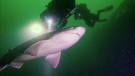 A bluntnose sixgill shark is seen illuminated by divers in the waters near Port Alberni, B.C., in an undated still image made from handout video footage. THE CANADIAN PRESS/HO-Uncharted Odyssey, Garrett Clement