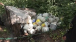 Under tarps, crews found a large stash of mostly empty propane tanks and began hauling them from the woods. (CTV)