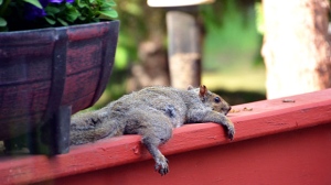 This guy was hot and tired and so relaxed on our deck. Photo by Muriel MacKenzie.