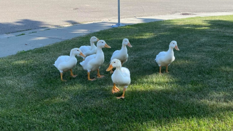 A flock of pet ducks in north Edmonton on June 7, 2023. (Credit: Darko Brkin)