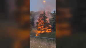 Video from a CTV News viewer of trees on fire near Hwy. 401 in Kitchener. (June 7, 2023)